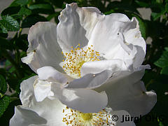 Rosa rugosa, Apfelrose
