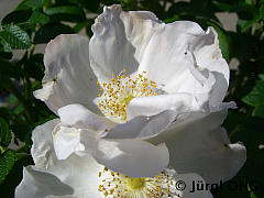 <tmpl_var article_image3_description | HTML >