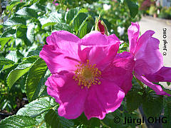 Rosa rugosa, Apfelrose