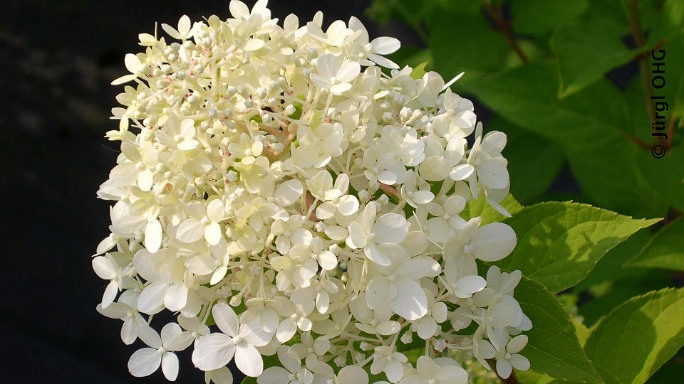 Hydrangea paniculata 'Limelight'®, Rispenhortensie 'Limelight'®