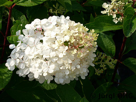 Hydrangea paniculata 'Vanille Fraise'®, Rispenhortensie 'Vanille Fraise'®