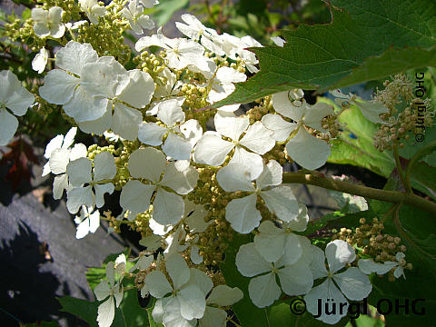 Hydrangea quercifolia, Eichenblättrige Hortensie