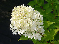 Hydrangea paniculata 'Limelight'®, Rispenhortensie 'Limelight'®