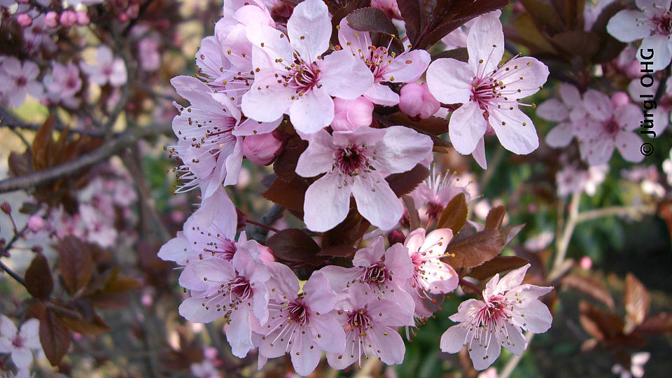 Prunus cerasifera 'Nigra', Blutpflaume 'Nigra'