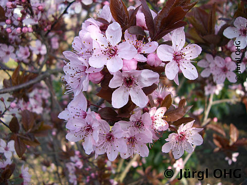 Prunus cerasifera 'Nigra', Blutpflaume 'Nigra'