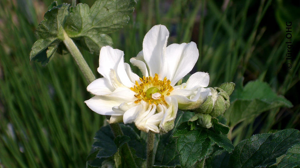 Anemone japonica 'Whirlwind', Herbstanemone 'Whirlwind'