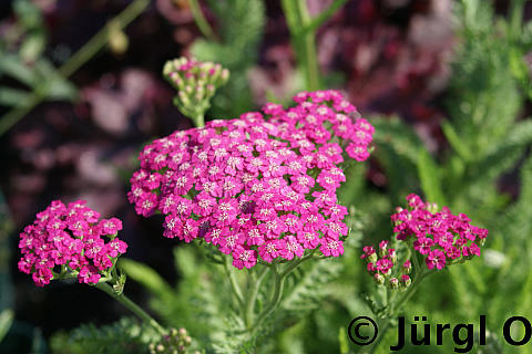 Achillea millefolium 'Pink Grapefruit'®, Schafgarbe 'Pink Grapefruit'®