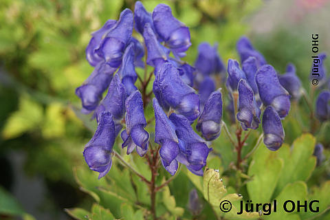 Aconitum seoulense, Koreanischer Eisenhut