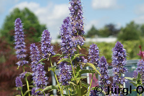 Agastache rugosa 'Blue Fortune', Duftnessel 'Blue Fortune'