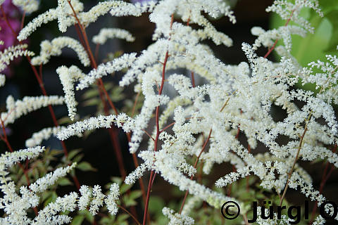 Astilbe thunbergii 'Straußenfeder', Hohe Prachtspiere 'Straußenfeder' 