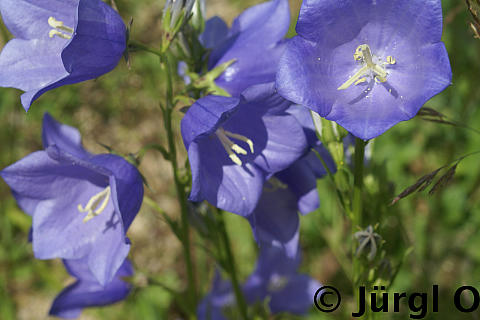 Campanula persicifolia 'Grandiflora Coerulea', Pfirsichblättrige Glockenblume 'Grandiflora Coerulea'