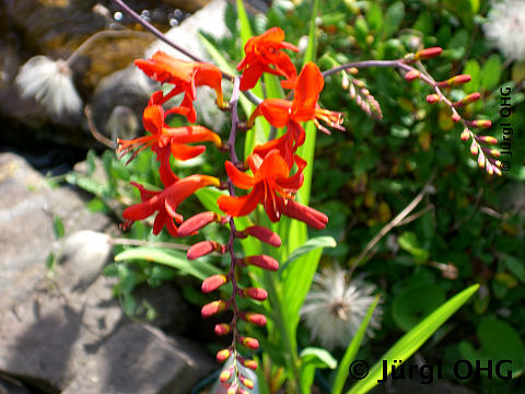 Crocosmia crocosmiiflora 'Lucifer', Montbretie 'Lucifer'