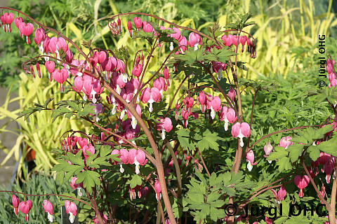 Dicentra spectabilis, Tränendes Herz