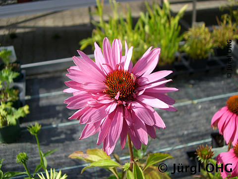 Echinace purpurea 'Doppeldecker', Scheinsonnenhut 'Doppeldecker'