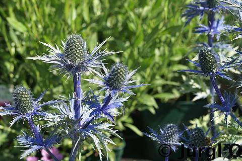 Eryngium x zabelii 'Big Blue'®, Mannstreu 'Big Blue'®