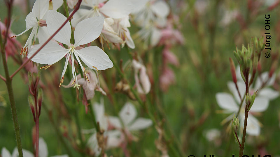 Gaura lindheimeri 'Whirling Butterfly', Prachtkerze 'Whirling Butterfly'