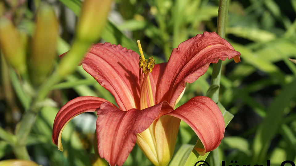 <tmpl_var block_image_description | HTML >