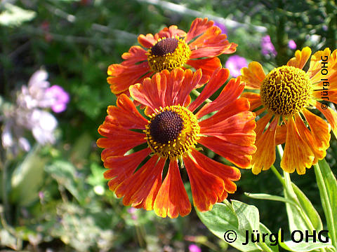 Helenium x hybrida 'Waltraut', Sonnenbraut 'Waltraut'