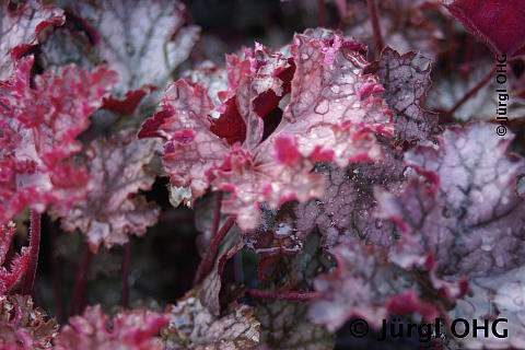 Heuchera micrantha 'Can Can', Silberglöckchen 'Can Can'