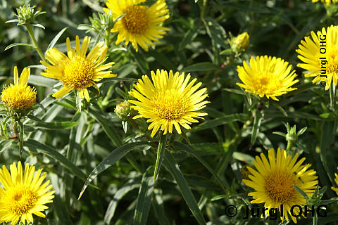 Inula helenium, Echter Alant