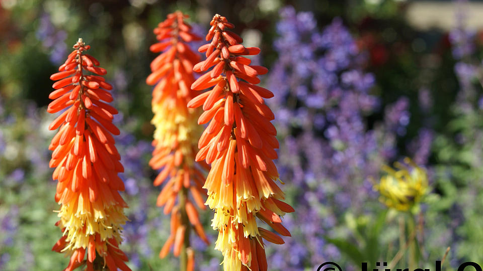 Kniphofia uvaria 'Elvira'®, Fackellilie 'Elvira'®