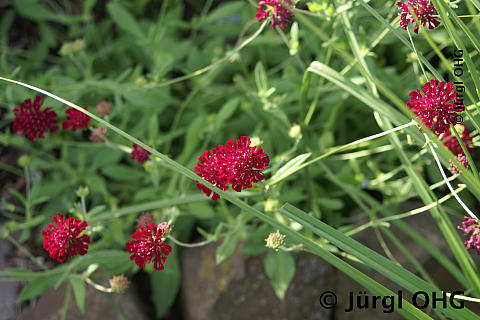 Knautia macedonica 'Mars Midget', Witwenblume 'Mars Midget