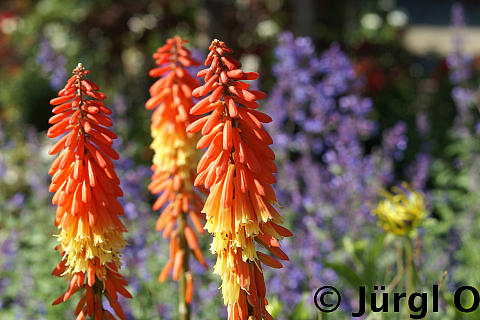 Kniphofia uvaria 'Elvira'®, Fackellilie 'Elvira'®