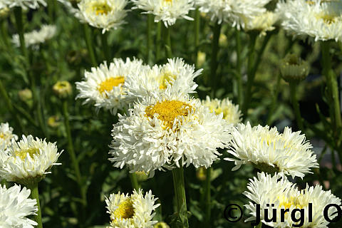 Leucanthemum x superbum 'Engelina'®, Edelweiß-Margerite 'Engelina'®