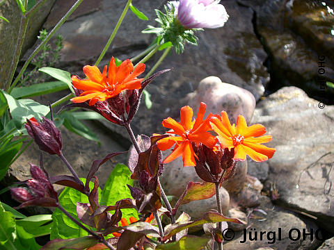 Lychnis x arkwrightii 'Vesuvius', Lichtnelke 'Vesuvius'