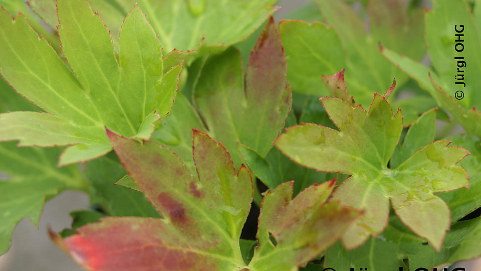 Mukdenia rossii 'Karasubar'®, Ahonblatt 'Karasubar'®