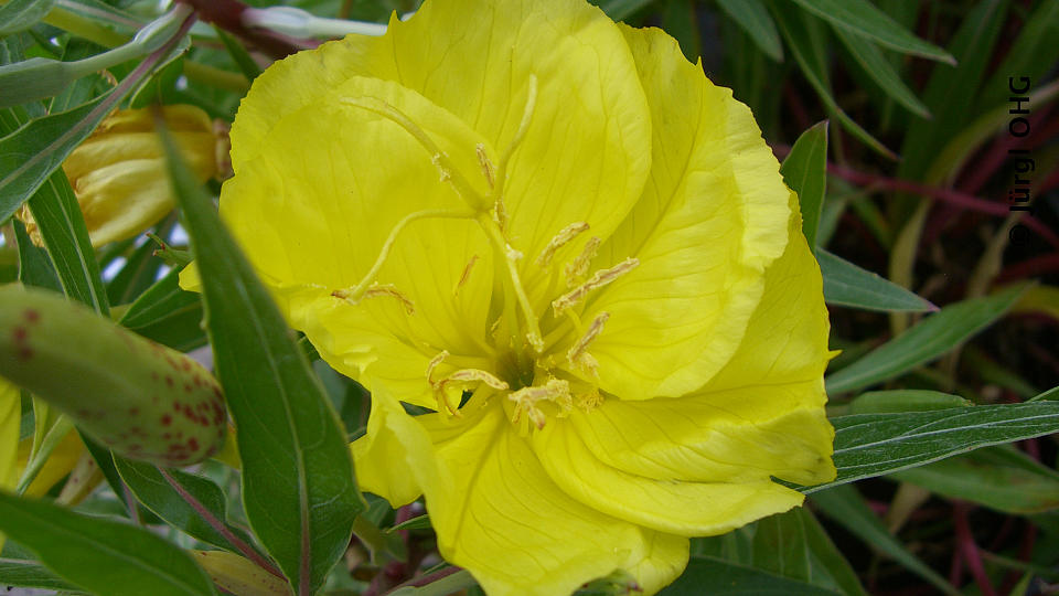 Oenothera missouriensis, Nachtkerze