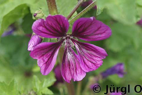 Malva moschata, Moschusmalve