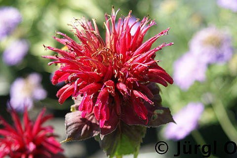 Monarda fistulosa 'Fireball'®, Indianernessel 'Fireball'®