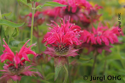 Monarda Hybride, Indianernessel