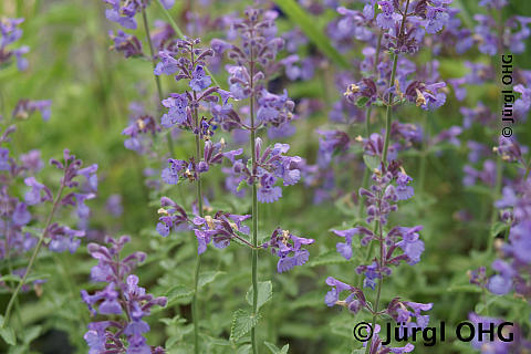 Nepeta faas. 'Walker's Low', Katzenminze 'Walker's Low'