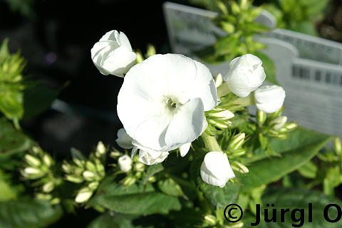 Phlox paniculata 'Younique White', Flammenblume