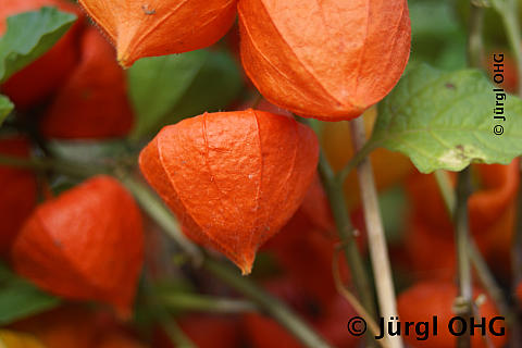 Physalis alkekengi, Lampionblume