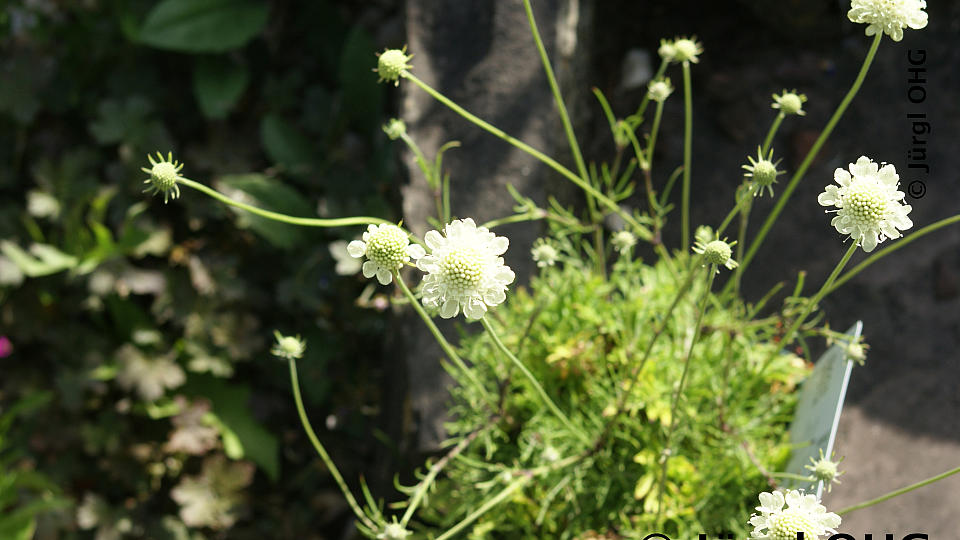 Skabiosa ochrleuca 'Moon Dance', Skabiose 'Moon Dance'