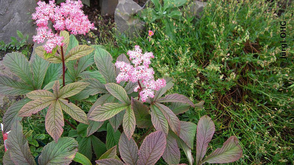 Rodgersia pinnata 'Chocolate Wings'®, Fiederblättriges Schaublatt 'Chocolate Wings'®