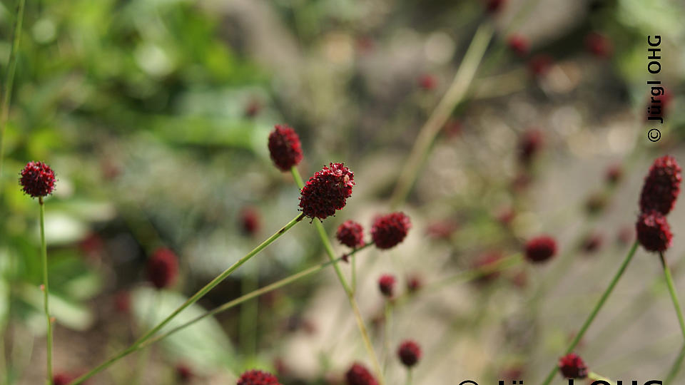 Sanguisorba officinalis 'Tanna', Wiesenknopf 'Tanna'