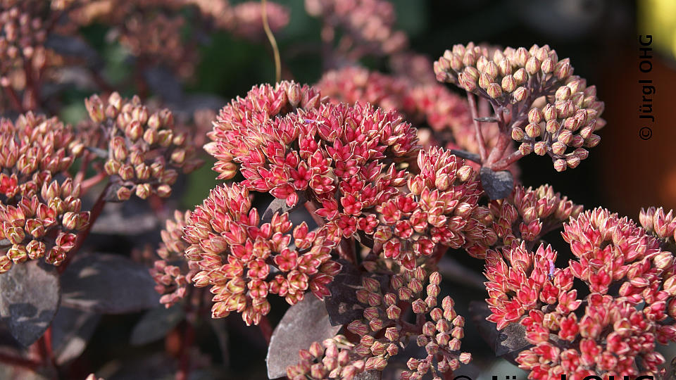 Sedum 'Arthur Brunch', Schöne Fetthenne 'Arthur Brunch'