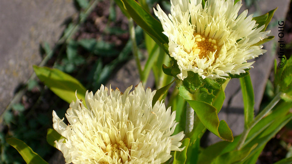 Stokesia laevis 'Mary Gregory', Kornblumenaster 'Mary Gregory'