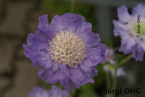 Scabiosa caucasia, Skabiose