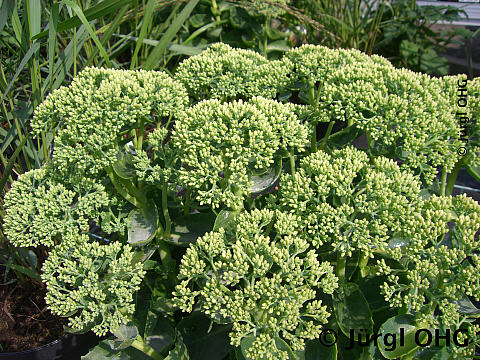 Sedum Mix, Fetthenne