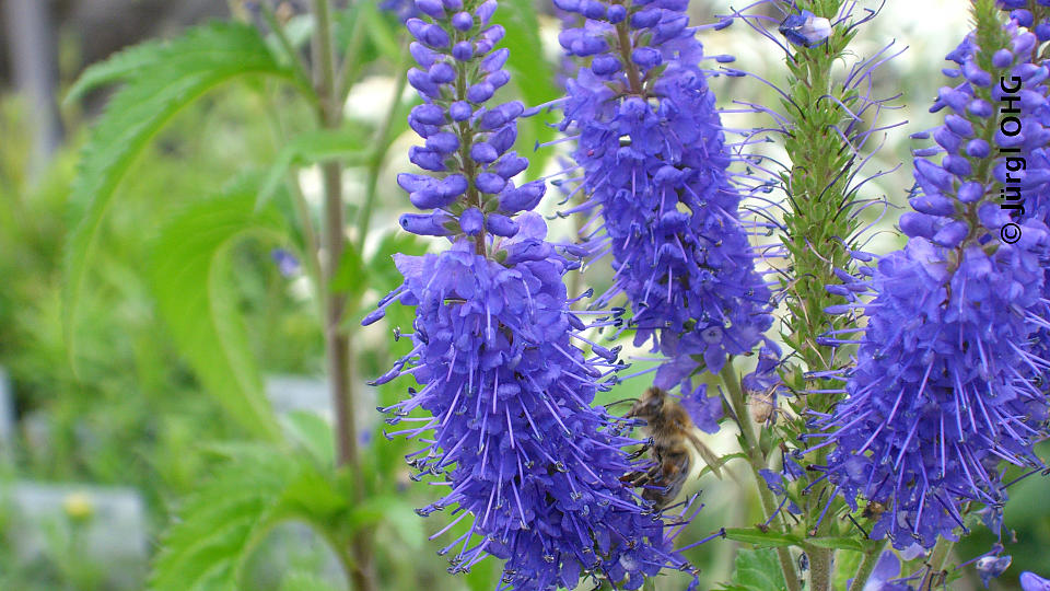 Veronica longifolia 'Blauriesin', Ehrenpreis 'Blauriesin'