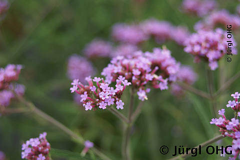 Verbena bonariensis, Australisches Eisenkraut