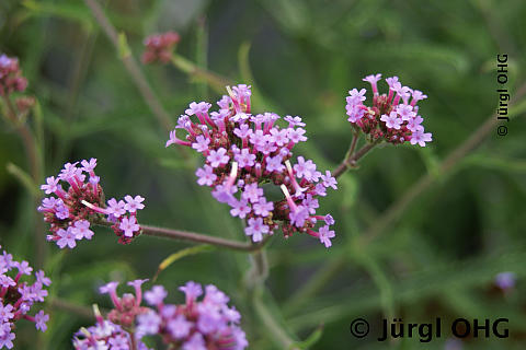 Verbena bonariensis, Australisches Eisenkraut