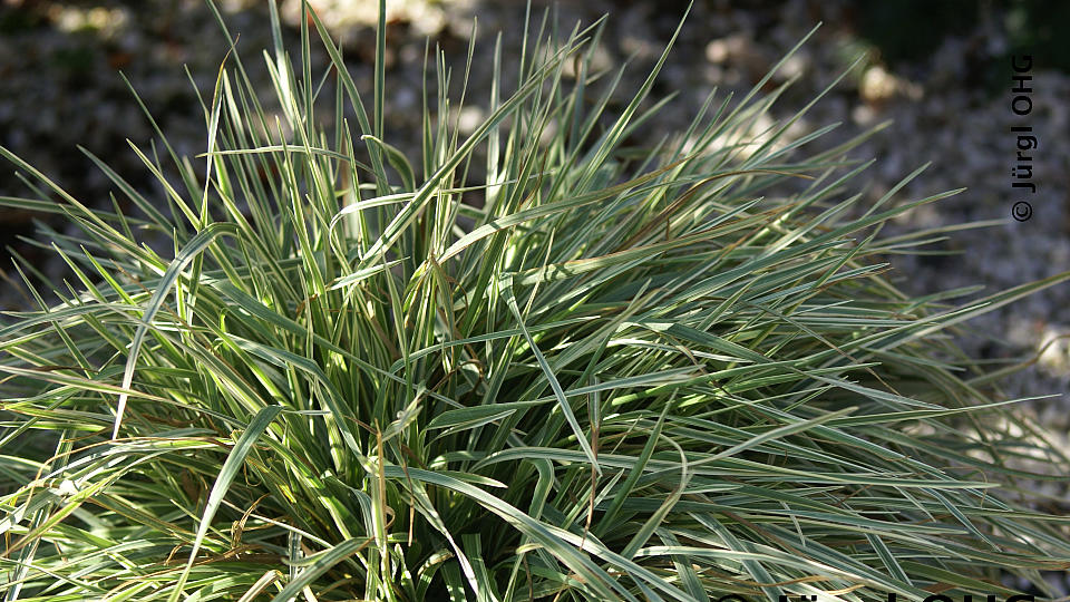 Briza media 'Zitterzebra', Weißbuntes Herzzittergras 'Zitterzebra'