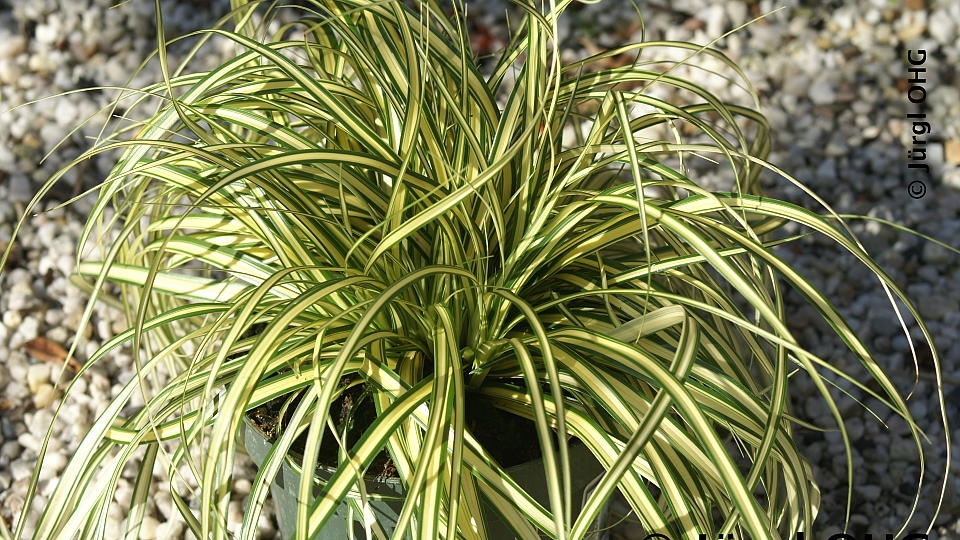 Carex oshimensis 'Evergold', Gold-Segge 'Evergold'