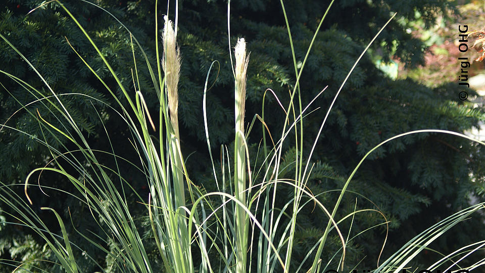 Cortaderia selloana 'Pumila', Kleines Pampasgras 'Pumila'